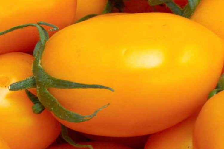 (Pomodorino giallo di Rofrano Torna in auge un prodotto storico) (Pomodorino giallo di Rofrano Torna in auge un prodotto storico)