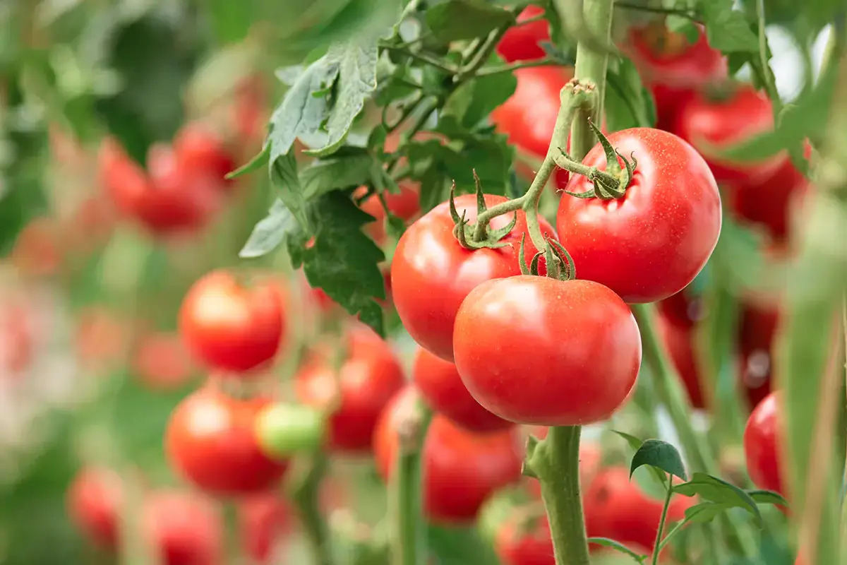 Frutta e verdura: quali contengono pi&ugrave; acqua?