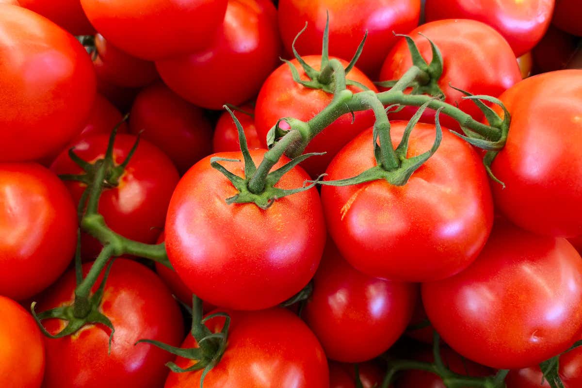 Il pomodoro è un ingrediente che lega Nord e Sud della cucina italiana