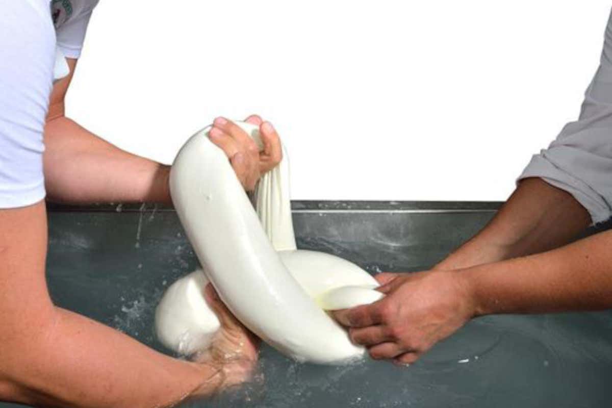 Mozzarella esportata in tutto il mondo Ponticorvo, ad Alvignano un caseificio digitale ed inclusivo Mozzarella esportata in tutto il mondo Ponticorvo, ad Alvignano un caseificio digitale ed inclusivo