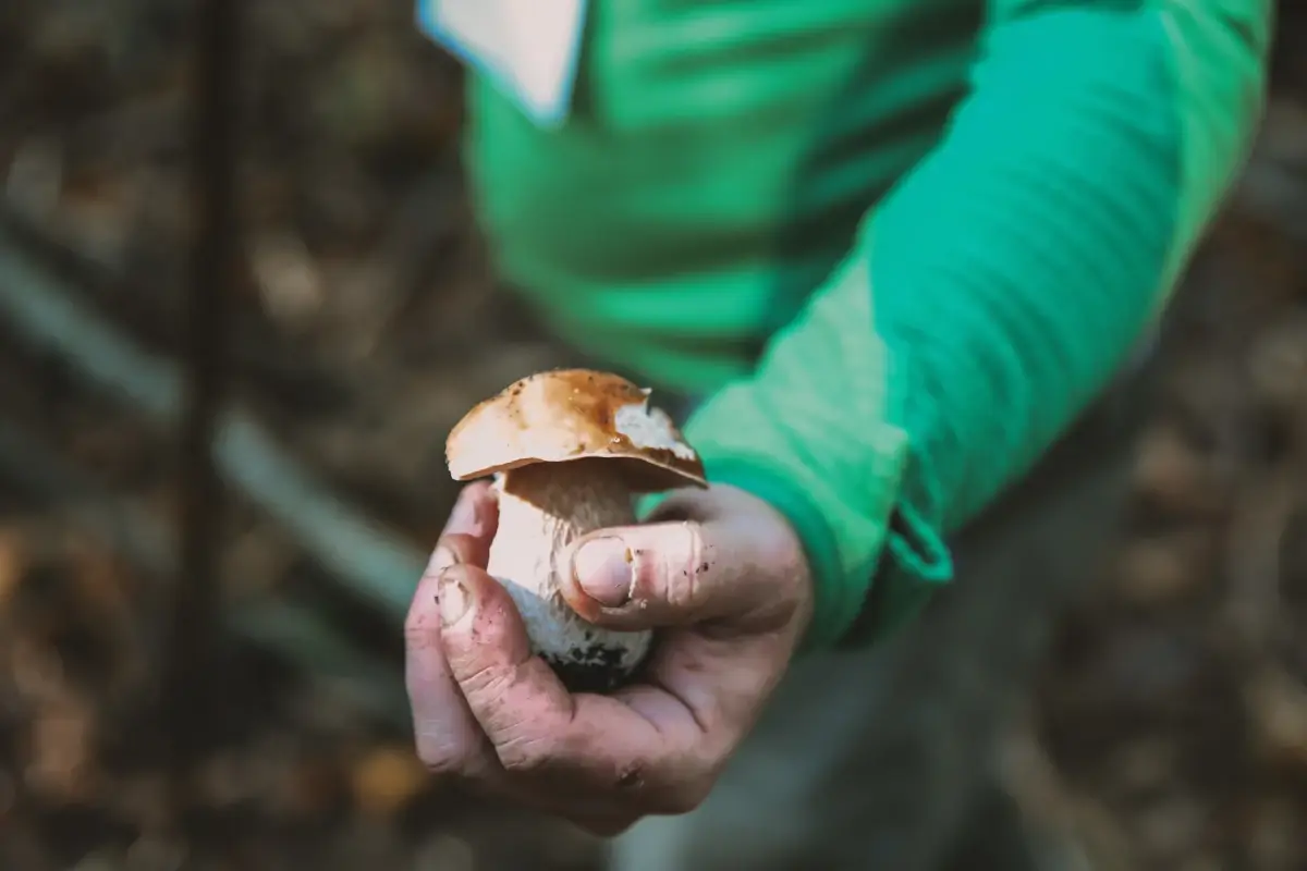 Non solo danni, il maltempo porta anche un boom di funghi