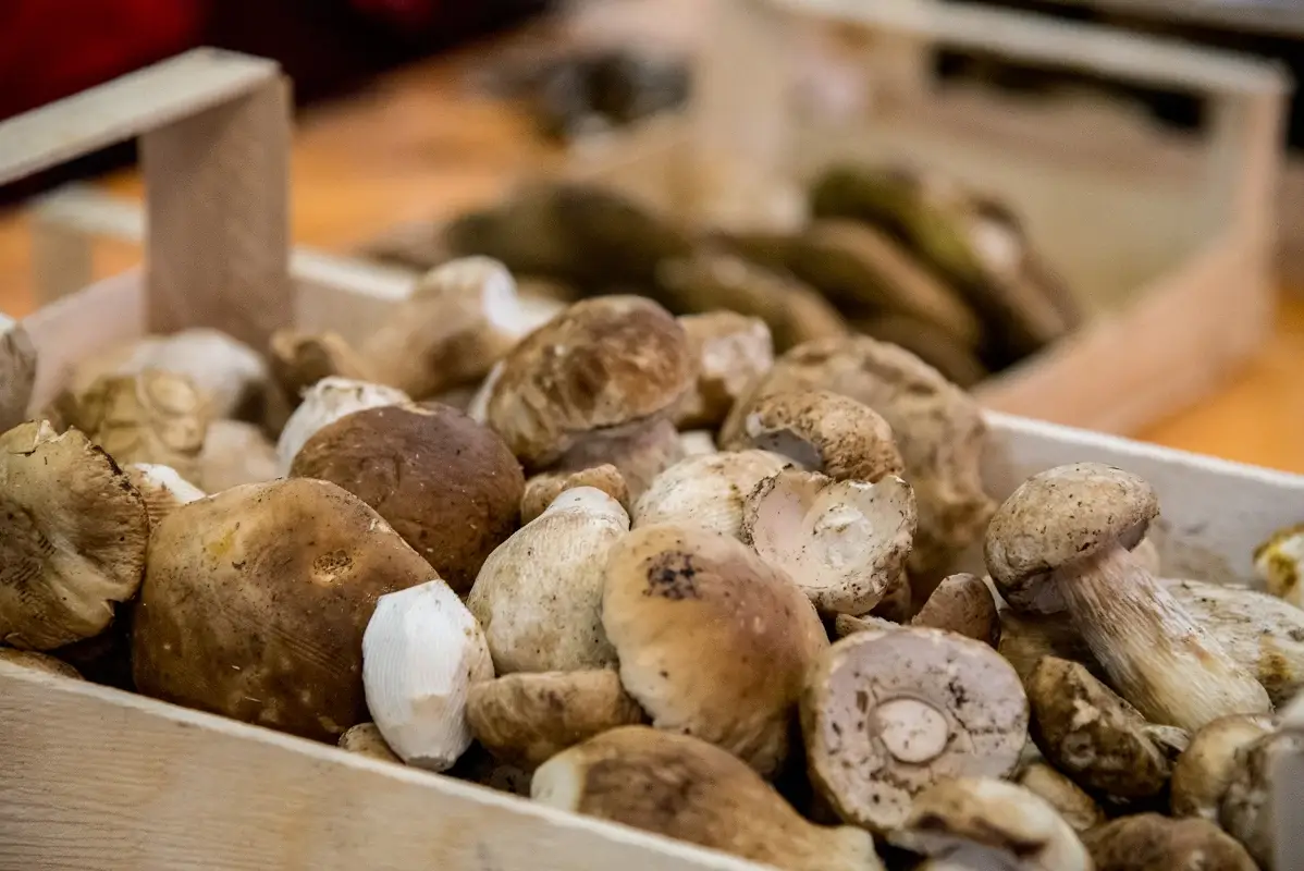 Caldo e pioggia favoriscono i funghi: boom di porcini nei boschi italiani