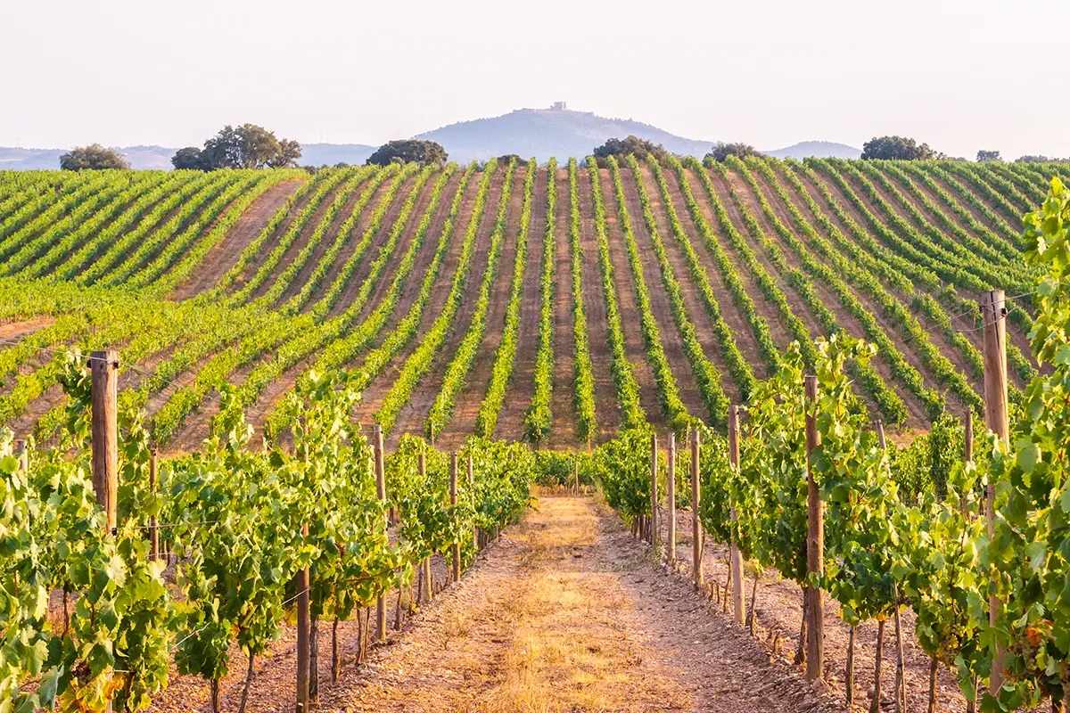 Viti in un vigneto nella regione dell'Alentejo L&rsquo;enoturismo? Un affare mondiale. Strategie e futuro in Portogallo