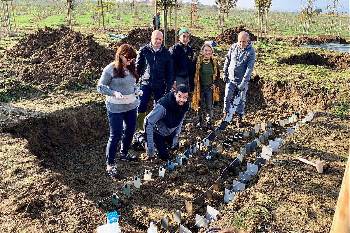 La posa della lastre di materiale ferroso per il progetto del Rise-Research instituses of Sweden Il Bosco del Molino cresce e sviluppa progetti