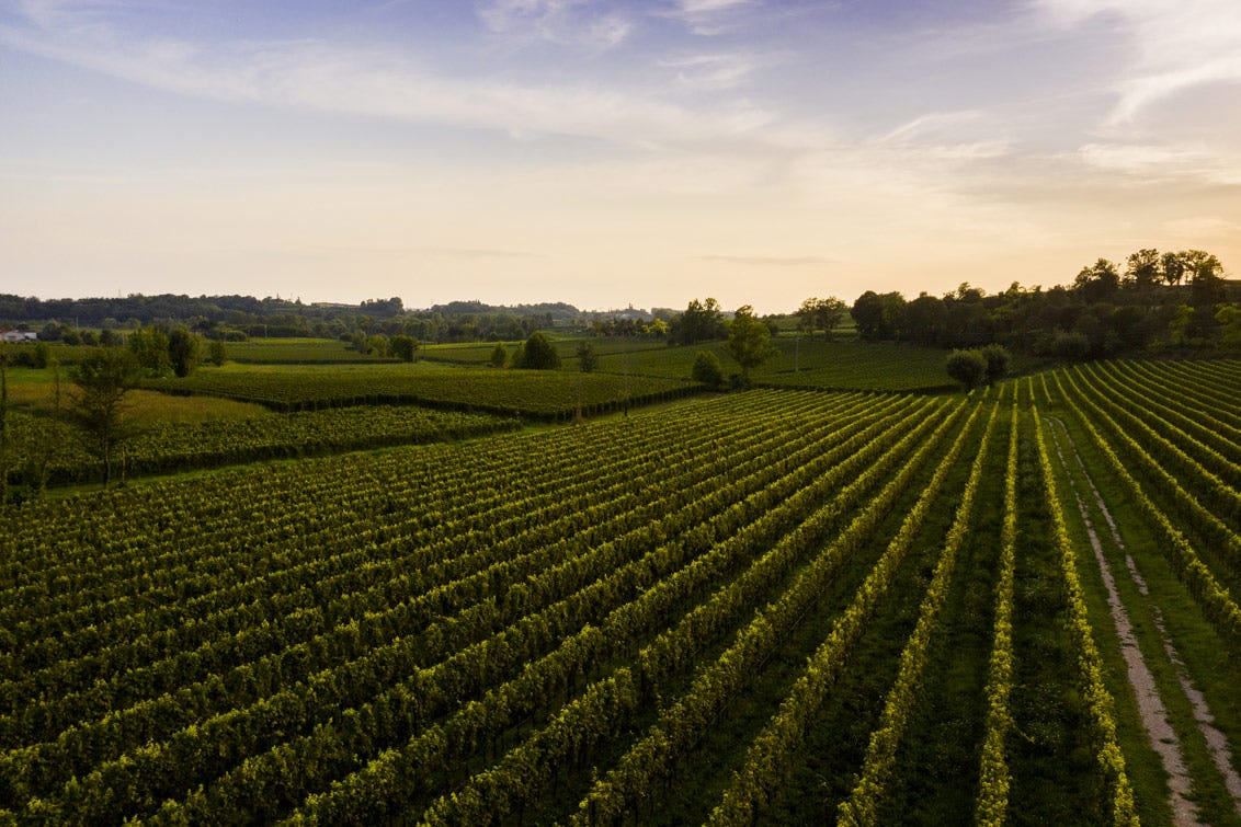 I vini Lugana sono stati riconosciuti con la Denominazione d’Origine Controllata nel 196 Lugana Doc vino bianco di grande classe
