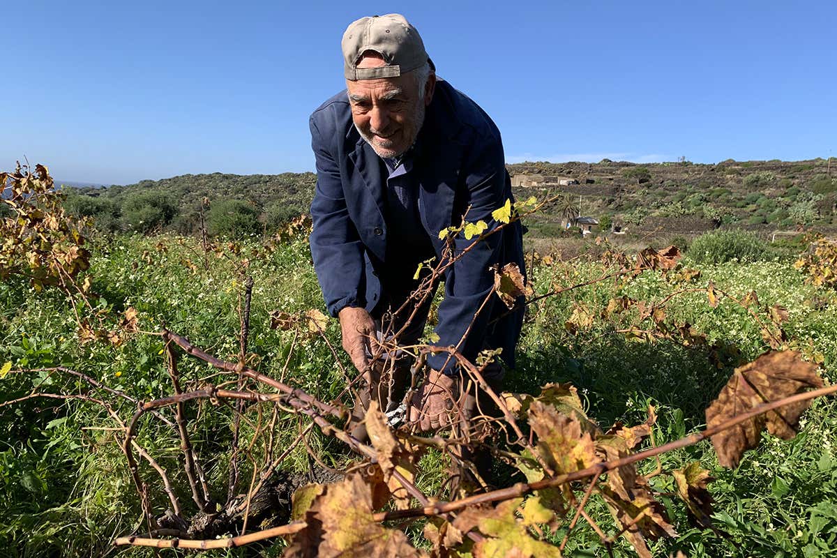 La potatura di una Vite ad Alberello ATTESA FOTO Pantelleria, isola che profuma di terra