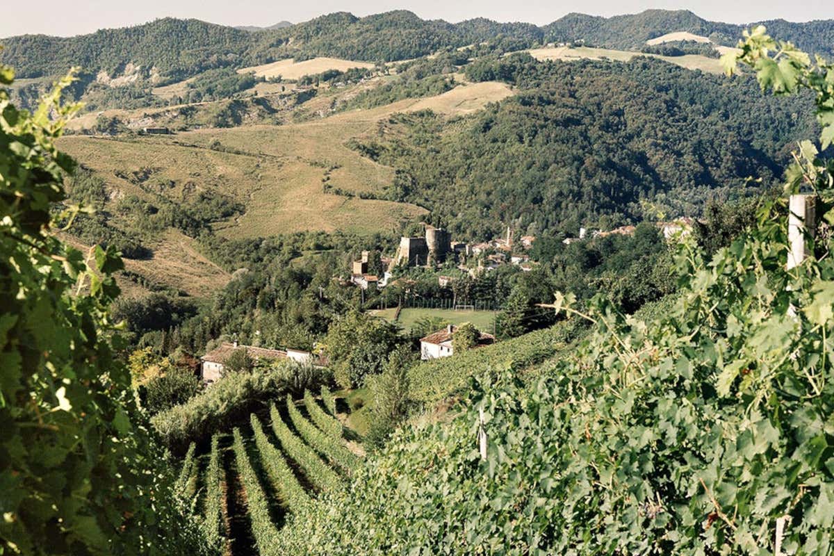 I vigneti della Fattoria Nicolucci: sullo sfondo la Rocca di Predappio Alta Sua Maestà il Sangiovese e la storica Vigna del Generale