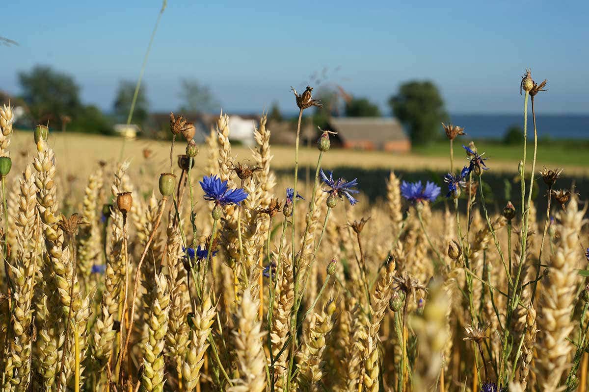 La guerra in Ucraina costa otto miliardi all'agricoltura italiana La guerra in Ucraina costa otto miliardi all'agricoltura italiana