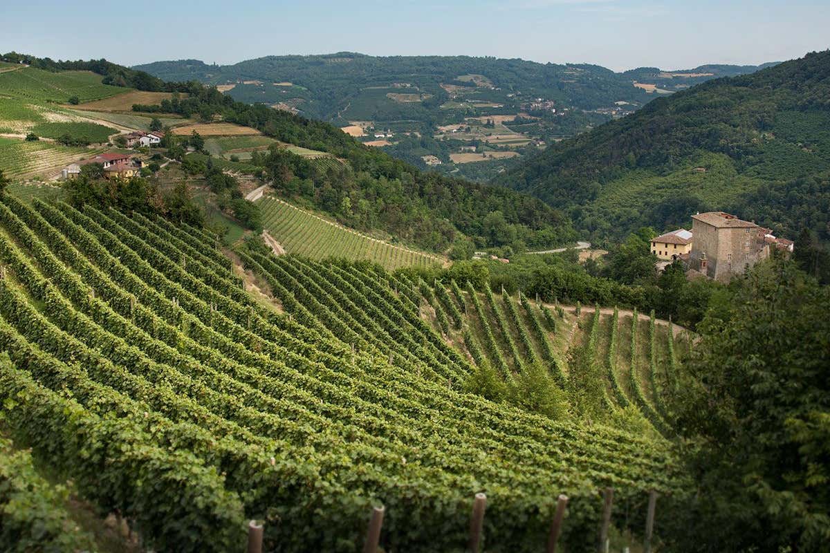 Alta Langa, 6 milioni di bottiglie nel 2030. I migliori assaggi alla “Prima” 2024