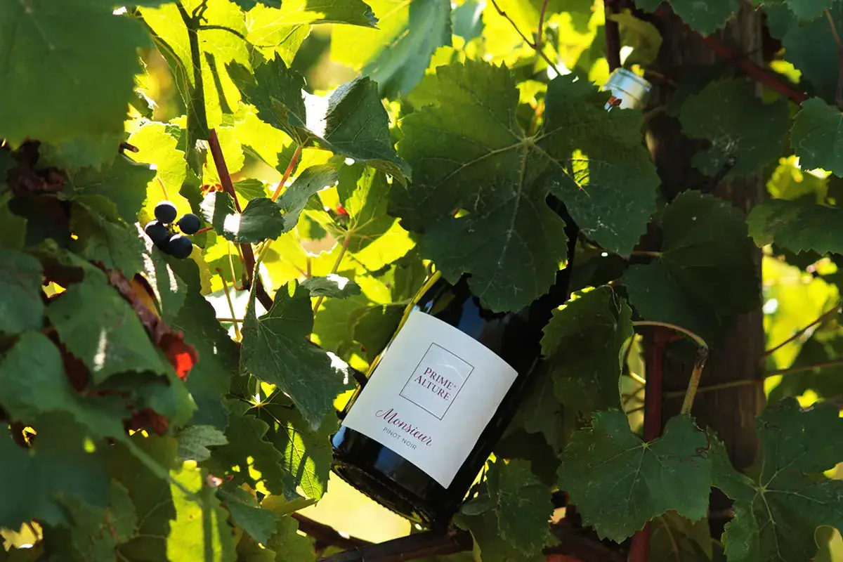 Pinot Nero Prime Alture &egrave; &ldquo;La Cantina di Milano&rdquo;: dalla vigna alla tavola