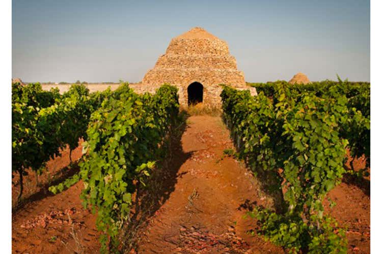 No al Primitivo fuori dalla Puglia Sì della Sicilia alla coltivazione