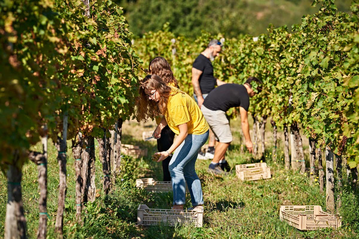 La nuova bottiglia di Primosic che parla alla Gen Z del vino