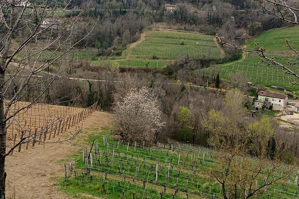 Pinot Grigio nel Collio: un viaggio attraverso le annate con Marko Primosic Pinot Grigio nel Collio: un viaggio attraverso le annate con Marko Primosic