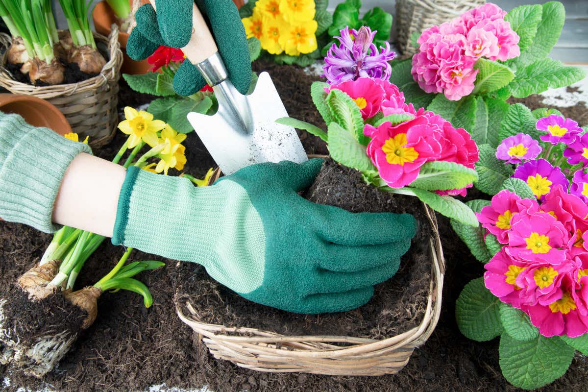 In primavera mangiamo i fiori: dalle rose alle primule che proprietà hanno