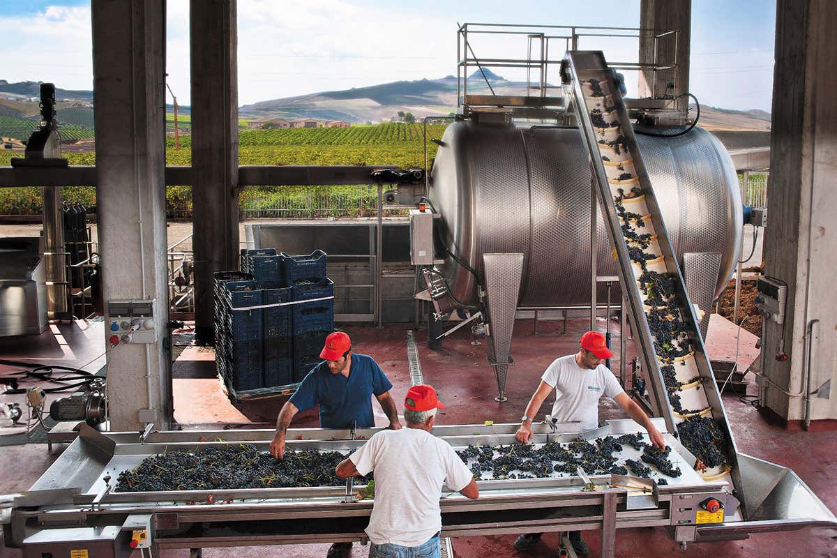 I [Ridente] Angelica e Orlando, profumati Grillo e Syrah di Principe di Corleone