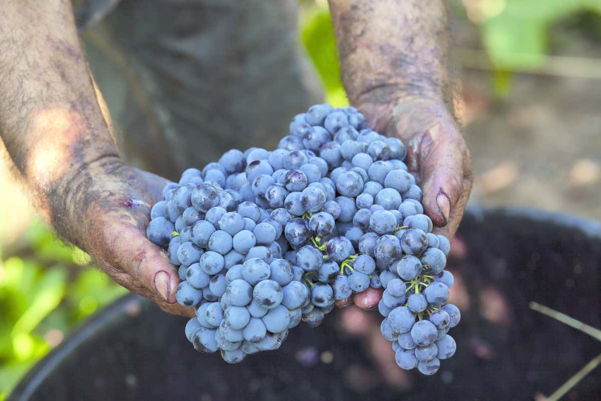 L'uva con cui si produce il Primitivo di Manduria