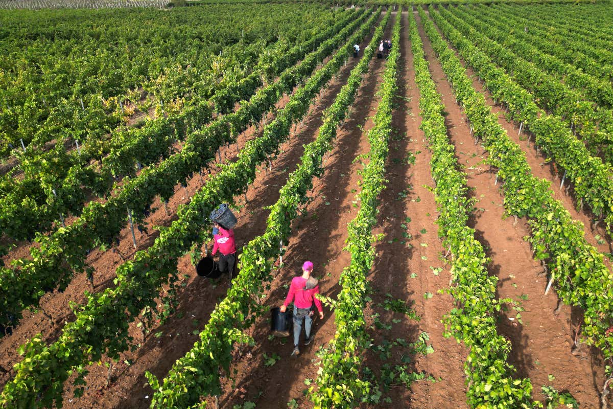 Le vigne pugliesi del Primitivo di Manduria