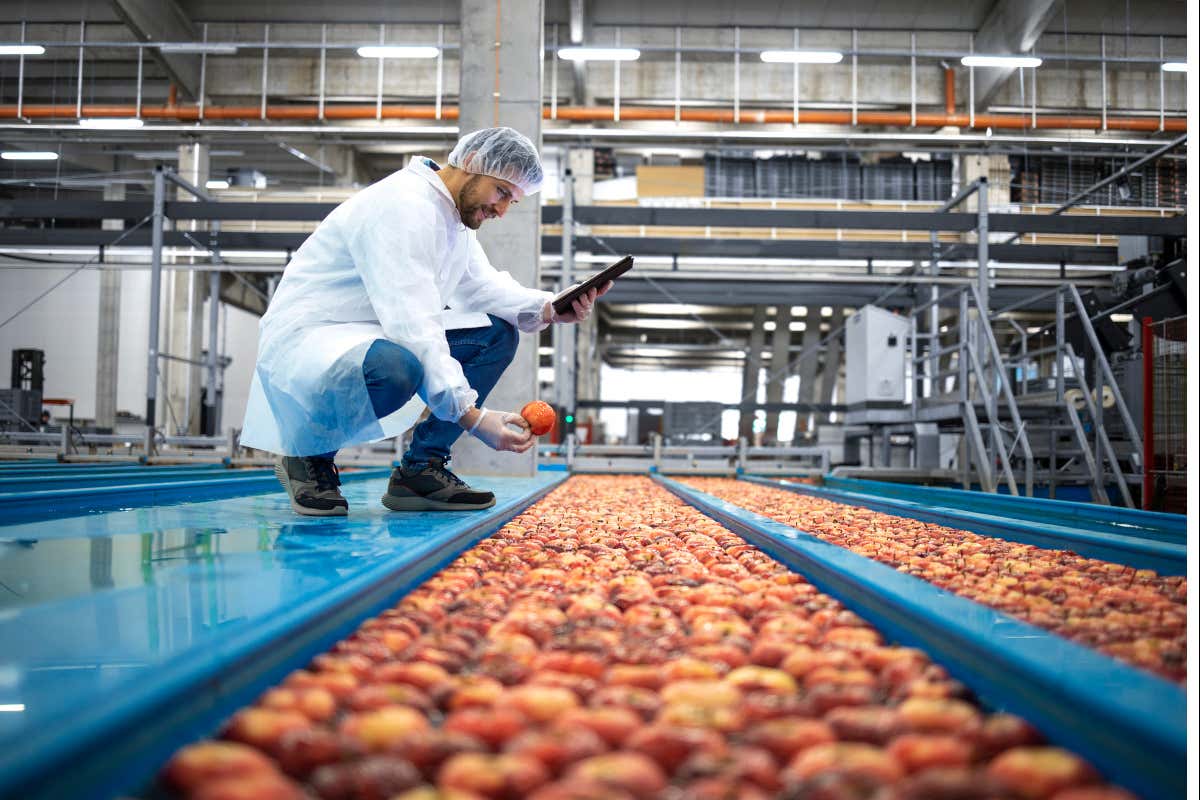 Cala del 4% la produzione alimentare rispetto al 2021  Istat crolla la produzione alimentare: -4% a ottobre rispetto al 2021