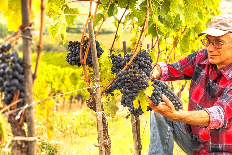 (Produzione di vino e uva Business da 11,2 miliardi di euro)