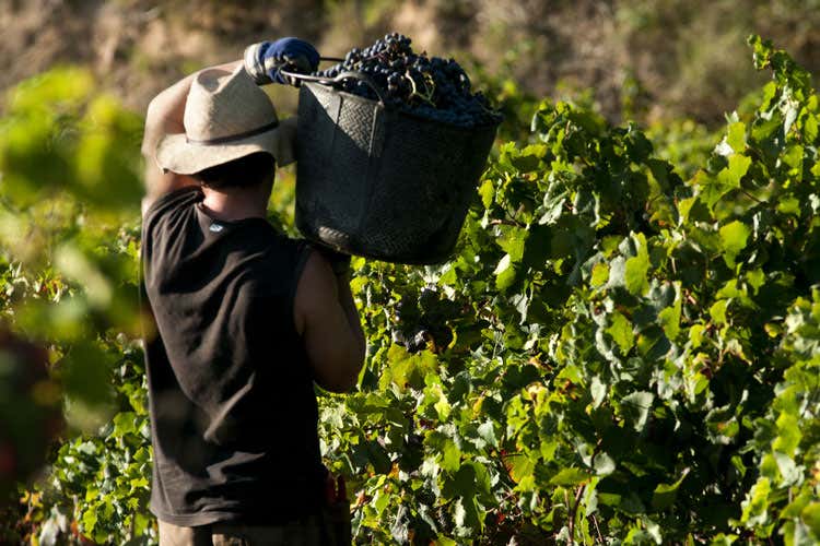 Vendemmia 2017, -15% di produzione Ma l'export vola e la Francia sta peggio Vendemmia 2017, -15% di produzione Ma l'export vola e la Francia sta peggio