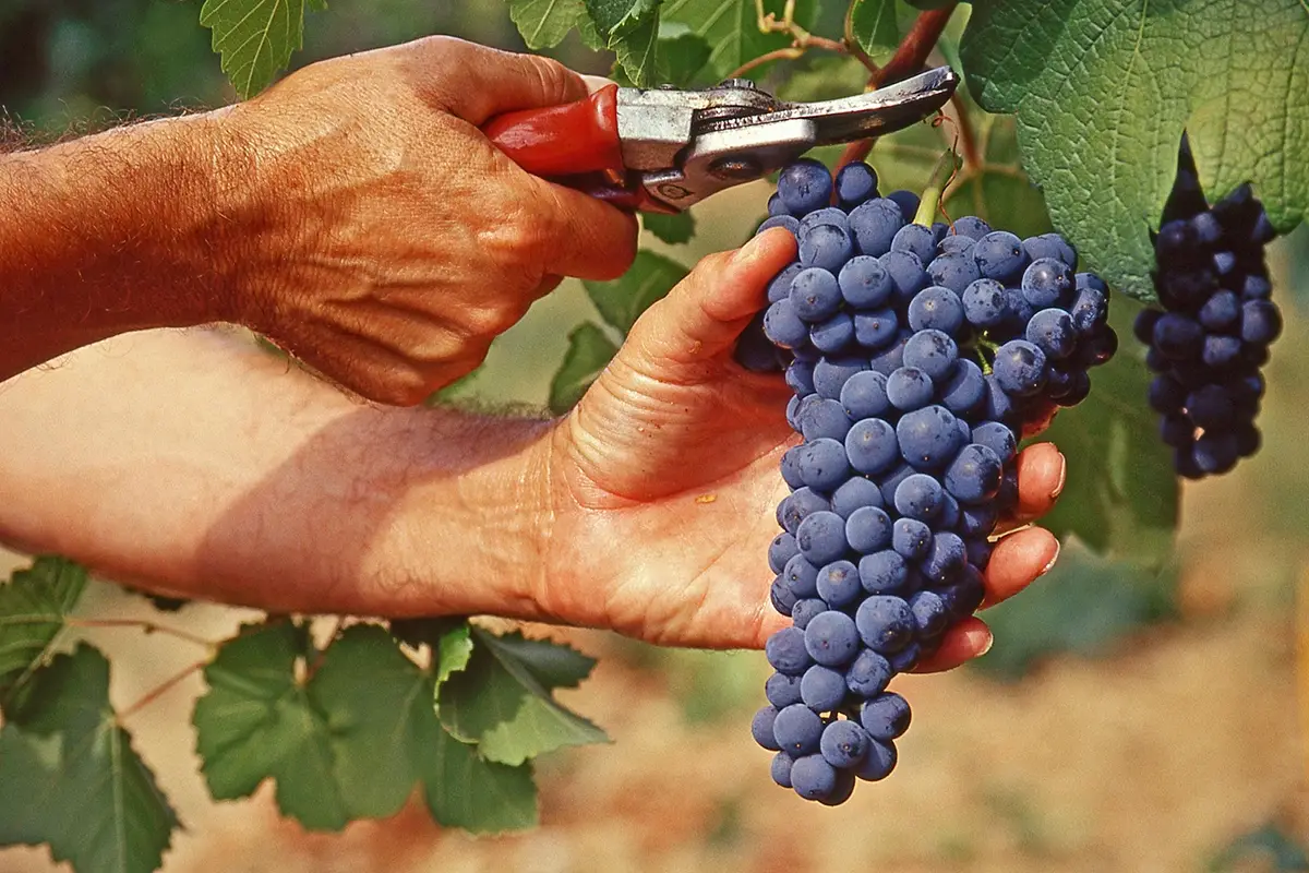 Profumo di Mosto in Valt&egrave;nesi Profumo di Mosto in Valt&egrave;nesi: stesso evento, nuova formula