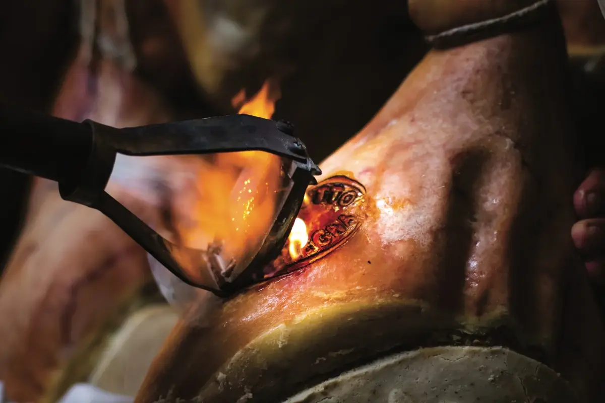La marchiatura delle cosce di Carpegna Dop&nbsp; Carpegna Dop, il prosciutto fatto come una volta