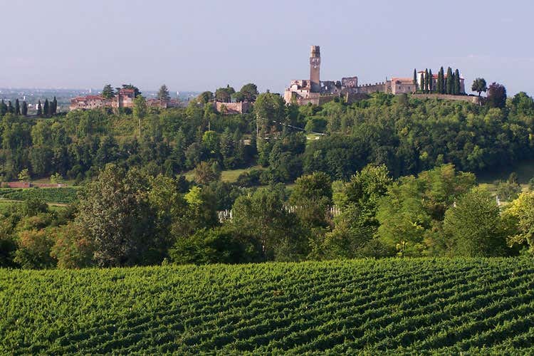 (Un Prosecco con una storia millenaria Collalto e il legame saldo con il territorio) (Un Prosecco con una storia millenaria Collalto e il legame saldo con il territorio)