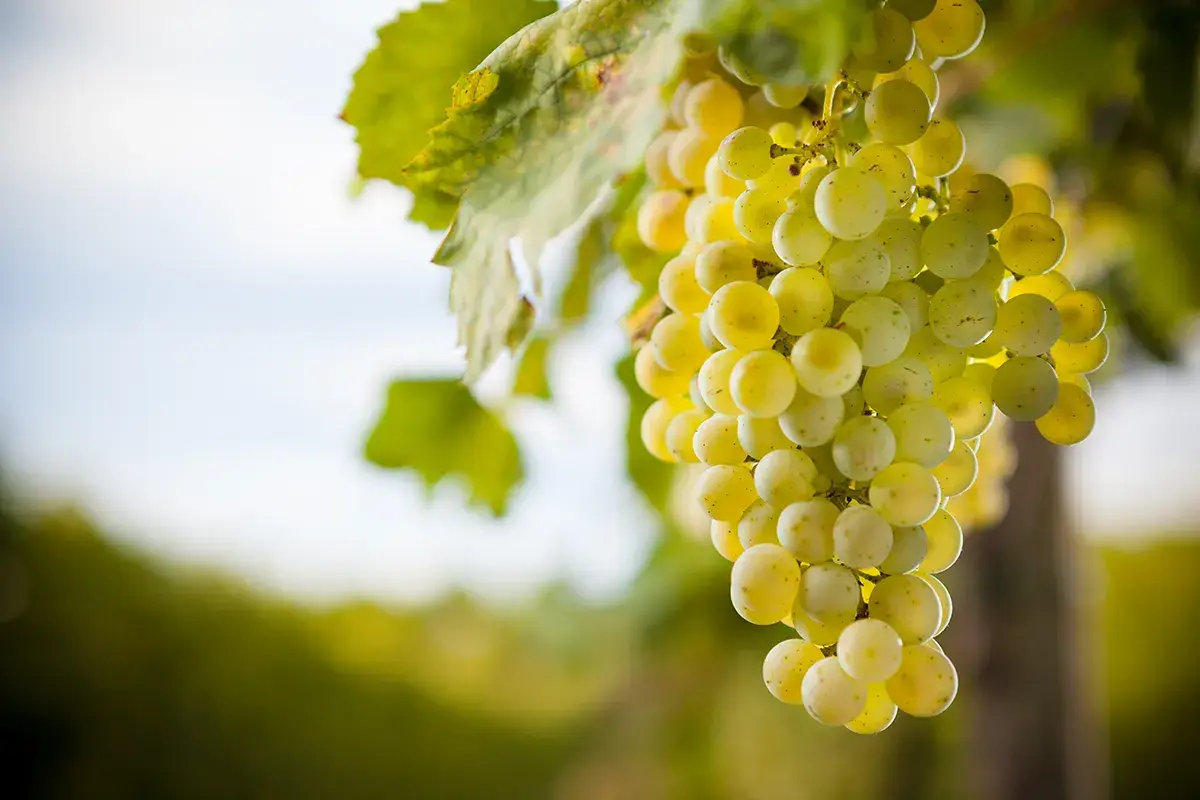 La vendemmia del Prosecco Prosecco, vendemmia in chiaroscuro: bene la qualit&agrave;, meno la quantit&agrave;