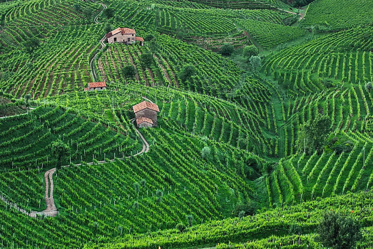 Le colline del Prosecco Export, fuori dall'Unione Europea vola pi&ugrave; Prosecco che Champagne