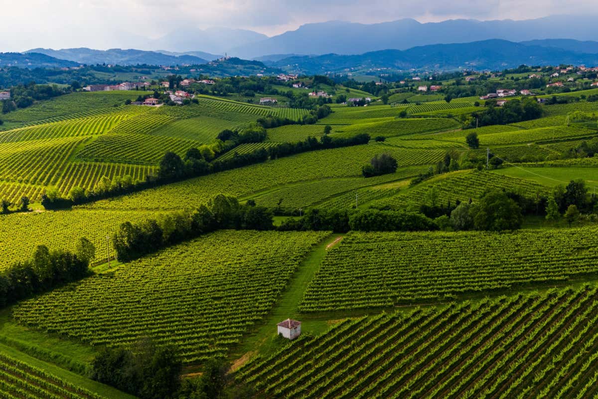 Il Conegliano Valdobbiadene Docg cresce ancora: vendute 98 milioni di bottiglie nel 2025 Il Conegliano Valdobbiadene Docg cresce ancora: vendute 98 milioni di bottiglie nel 2025