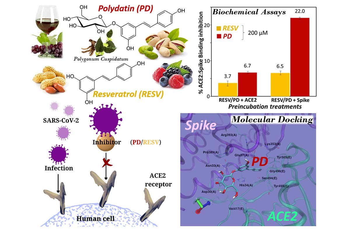 Uno schema sintetico di come interagiscon polifenoli e proteina spike Una dieta sana e ricca di polifenoli aumenta la resistenza al Covid