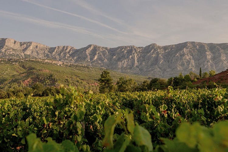 Produttori e viticoltori in Provenza (Provenza capitale gastronomica La cucina Mediterranea francese)