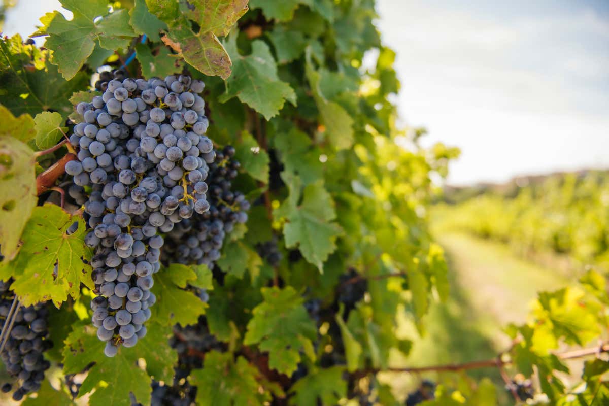 Fra vigne e storia, l’eleganza sostenibile di Pucciarella e Trequanda Fra vigne e storia, l’eleganza sostenibile di Pucciarella e Trequanda