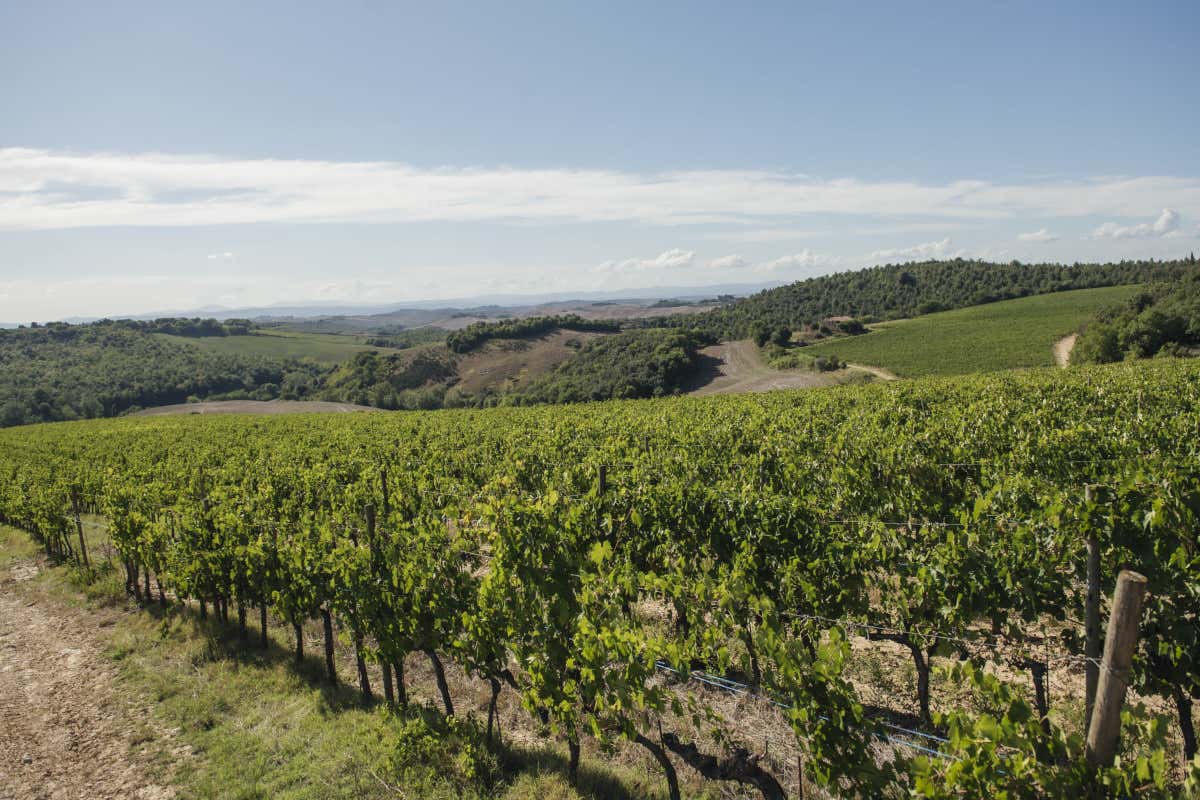 Fra vigne e storia, l’eleganza sostenibile di Pucciarella e Trequanda Fra vigne e storia, l’eleganza sostenibile di Pucciarella e Trequanda