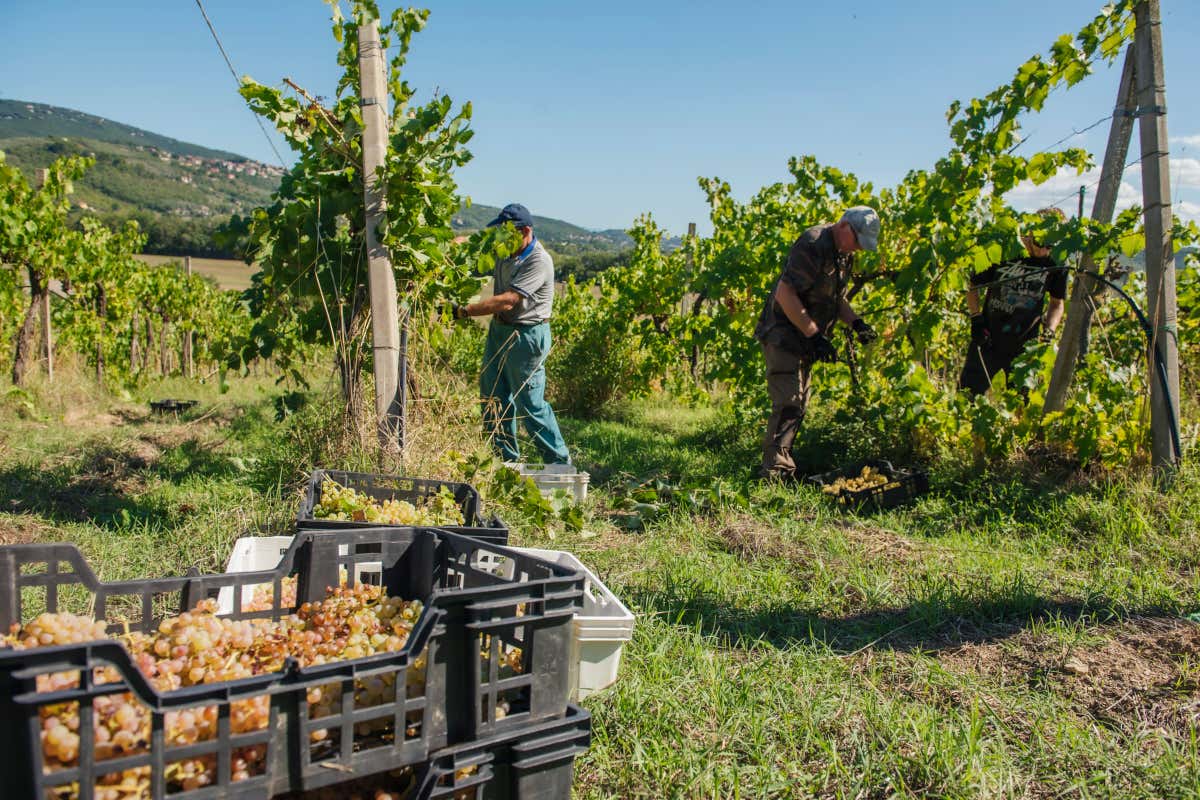Fra vigne e storia, l’eleganza sostenibile di Pucciarella e Trequanda Fra vigne e storia, l’eleganza sostenibile di Pucciarella e Trequanda