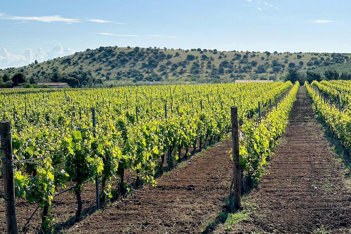 I vigneti di Bonizio