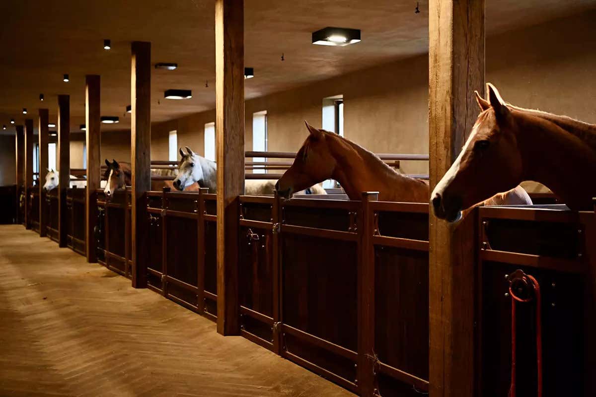 I purosangue arabi Turm