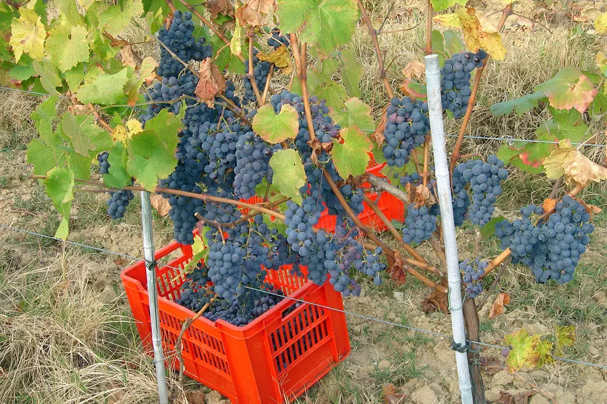 Vitigno Quagliano Quagliano, da Saluzzo un vitigno dalle qualit&agrave; benefiche