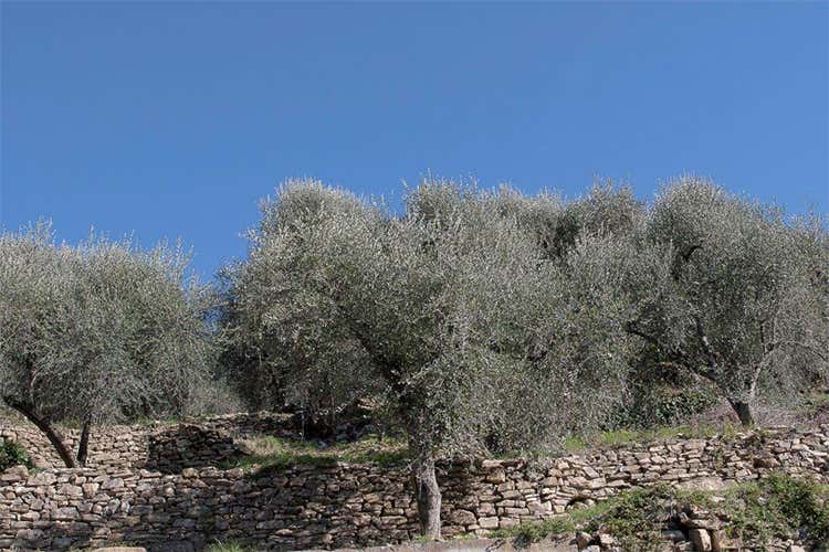Alberi della storica oliva Taggiasca, protagonista assoluta del territorio ligure