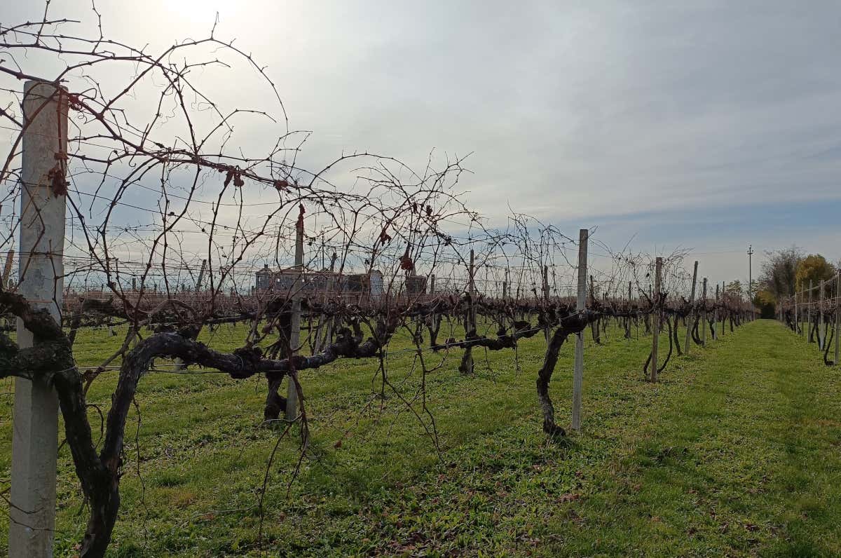 I Vigneti di Cecchetto Cecchetto: l'anima sostenibile del Raboso del Piave