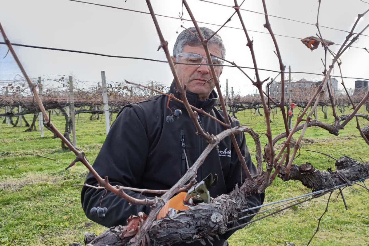 Sostenibilità al centro della produzione Cecchetto: l'anima sostenibile del Raboso del Piave
