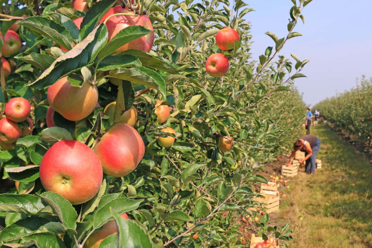 Ortofrutta: consumi crollati e carenza di lavoratori
