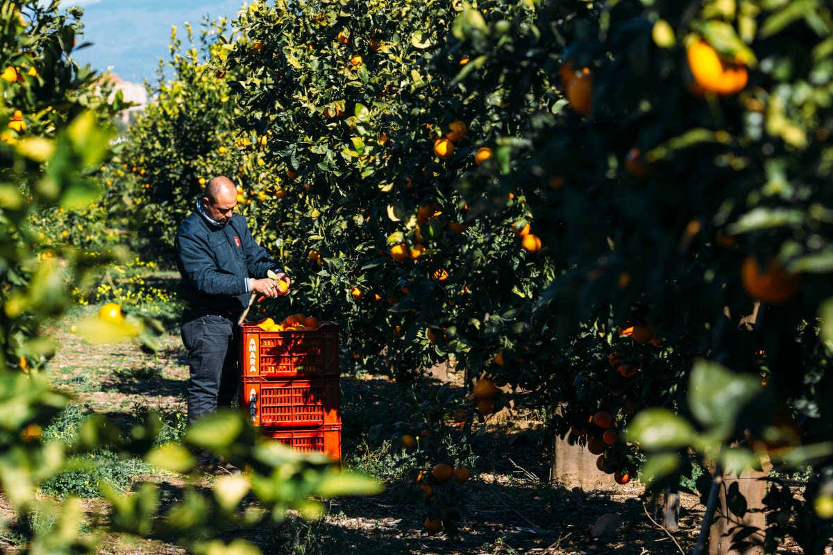 Amaro Amara, box di Arance Rosse IGP per celebrare il buon raccolto