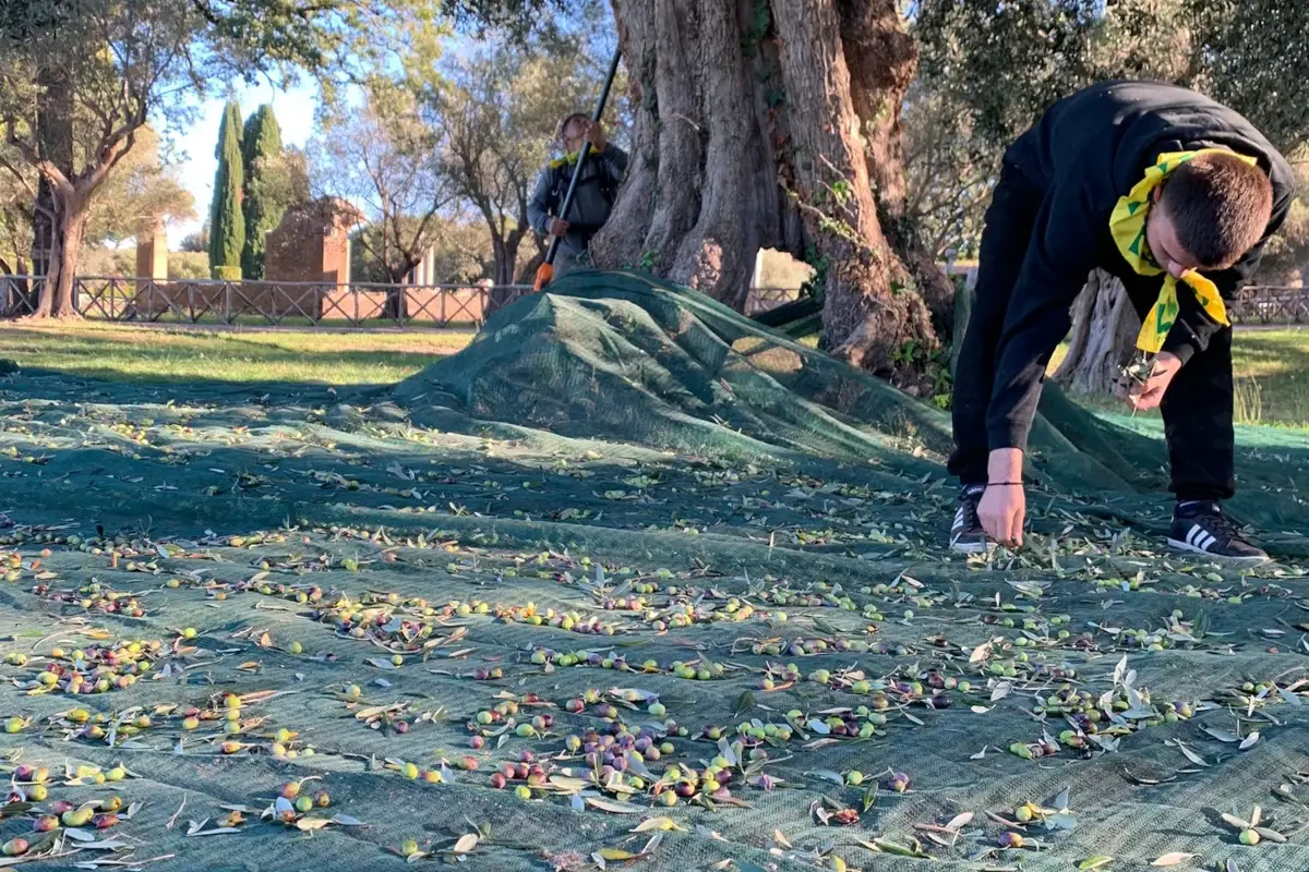 Raccolta delle olive&nbsp; Cambiamenti climatici e costi alle stelle minacciano gli ulivi: a rischio l'olio italiano
