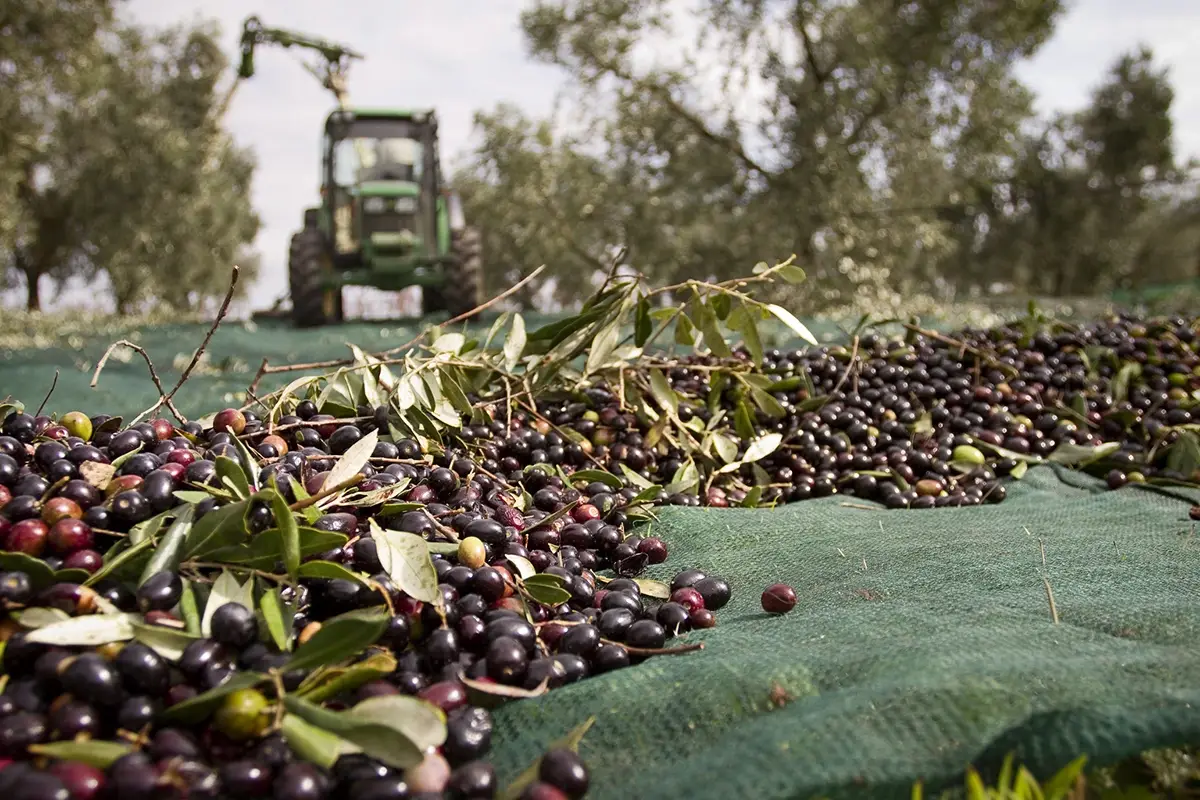 Maltempo, sos per la raccolta delle olive al Sud Allarme maltempo al sud Italia: a rischio la raccolta delle olive