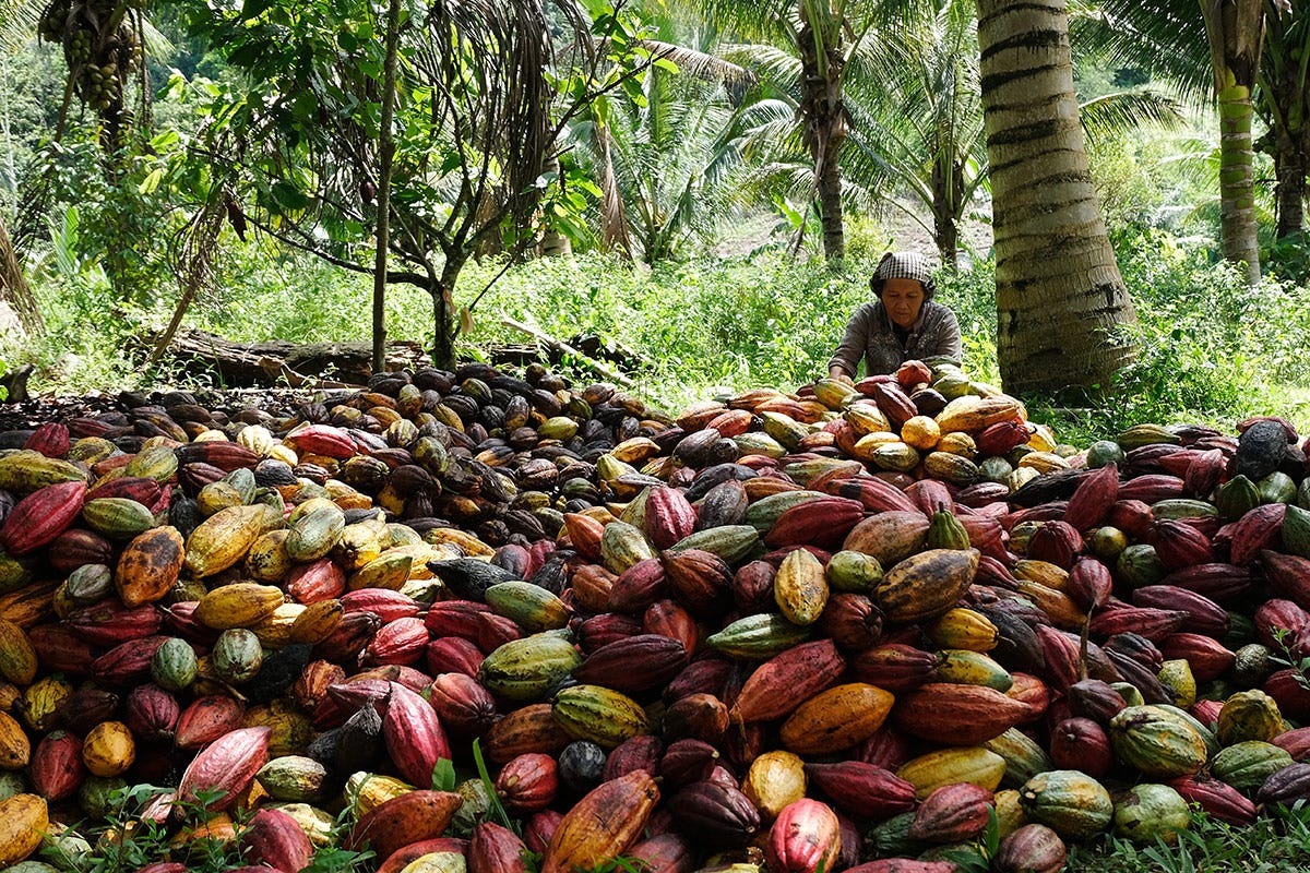 Prezzo del cacao triplicato da inizio 2024: lo spettro di una crisi del cioccolato