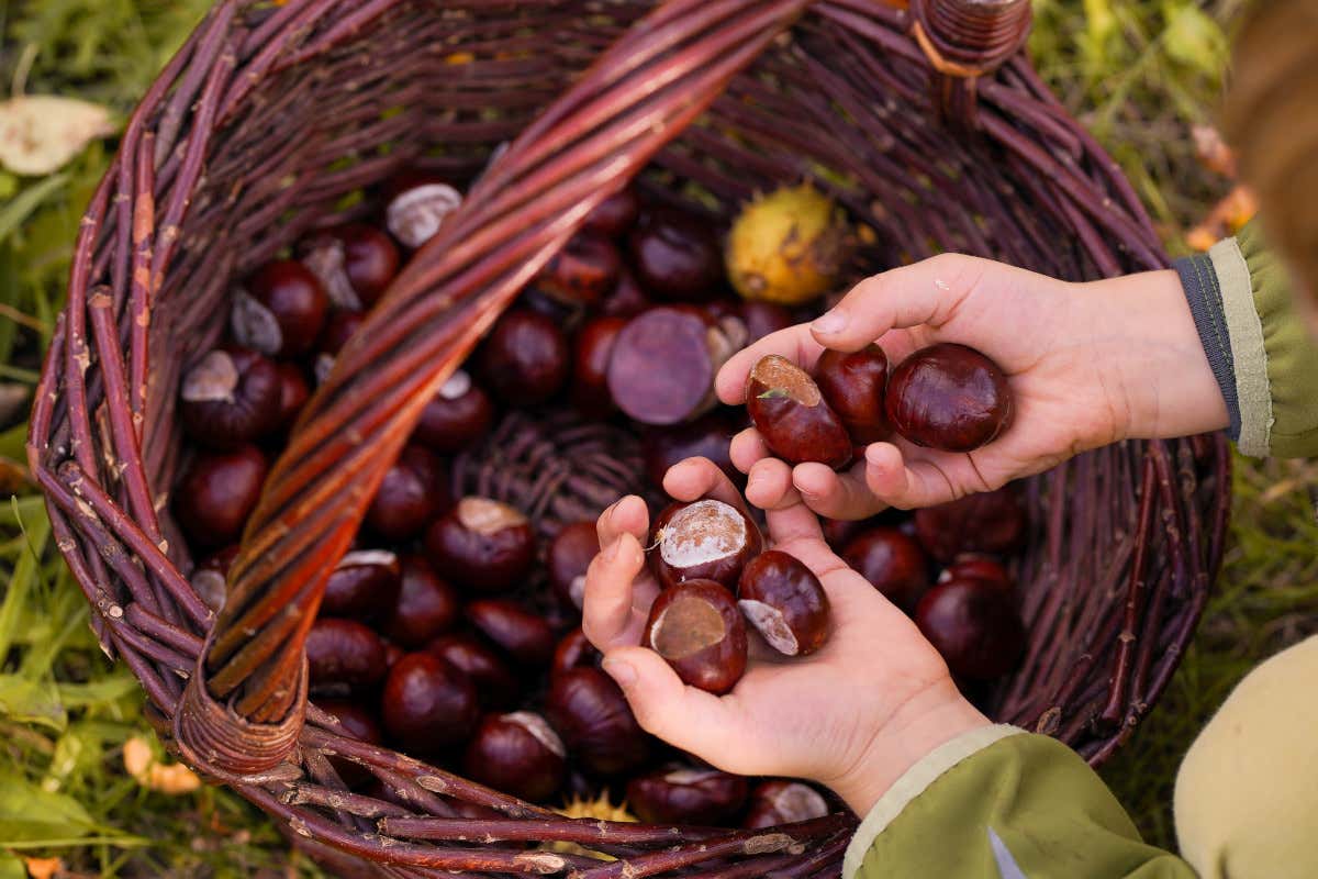 Castagne sì, slogature no: come godersi il bosco senza finire al pronto soccorso Castagne sì, slogature no: come godersi il bosco senza finire al pronto soccorso