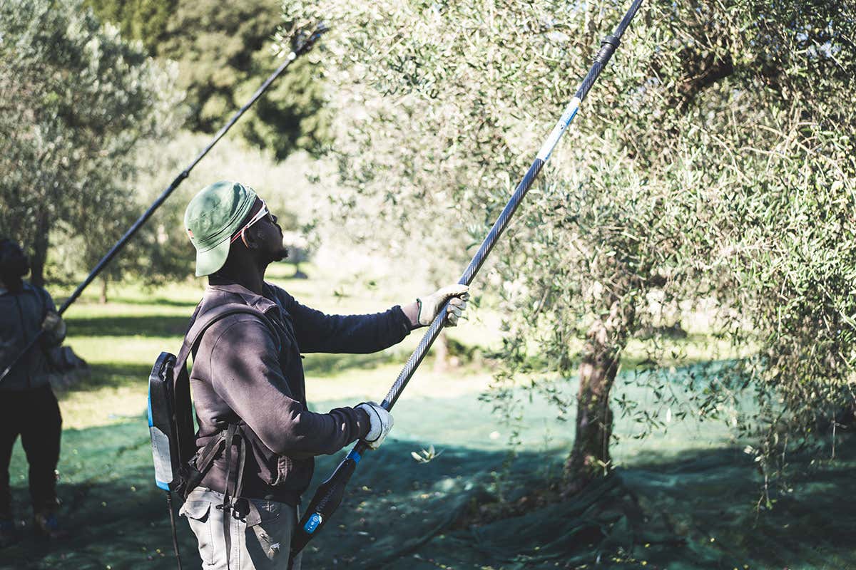 Perché il Laudemio è tra gli extravergini più ricercati del mondo