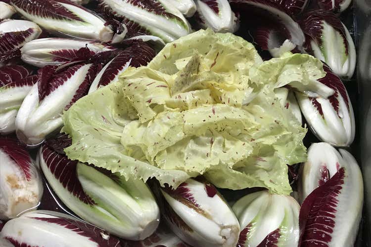 Radicchio variegato e precoce (Radicchio d'Oro, la 21&ordf; edizione all'Accademico di Castelfranco)