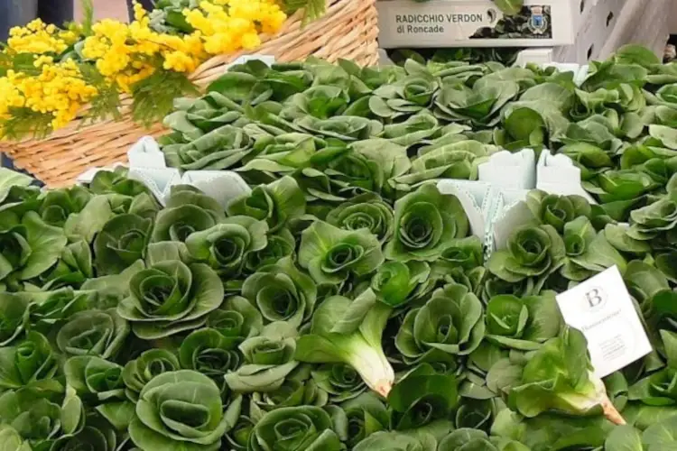 Roncade in festa: torna la Fiera del radicchio Verd&ograve;n